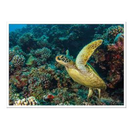 California Academy of Sciences Hope for Reefs Postcard Set